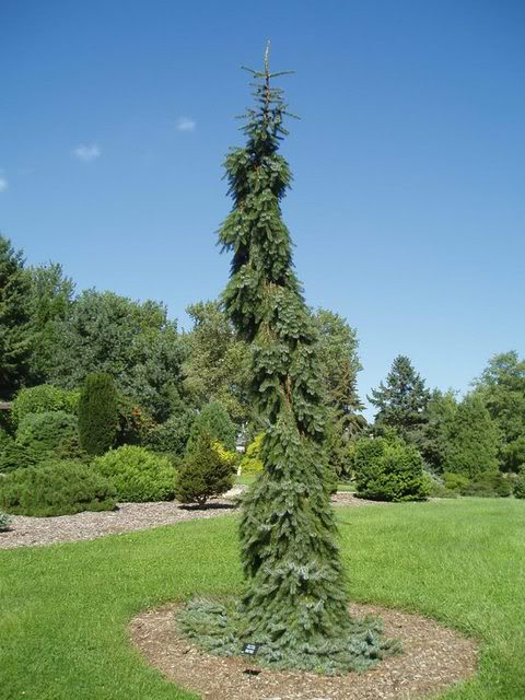 Picea omorika 'Pendula Bruns'
